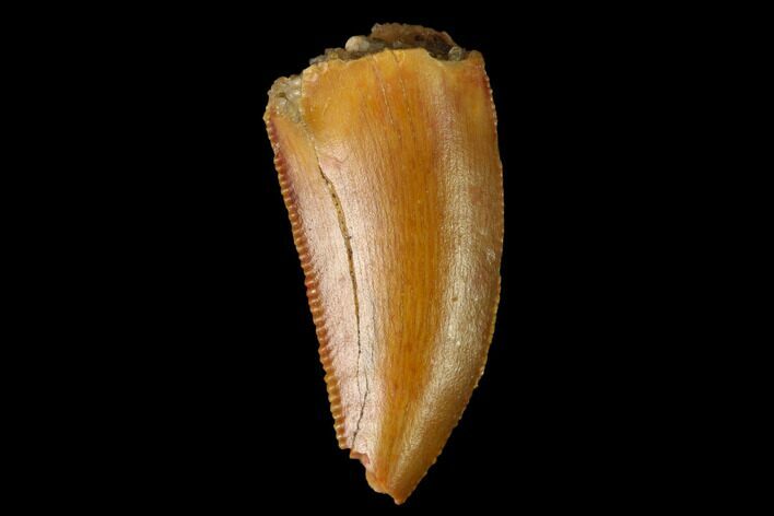 Serrated, Raptor Tooth - Real Dinosaur Tooth #152462